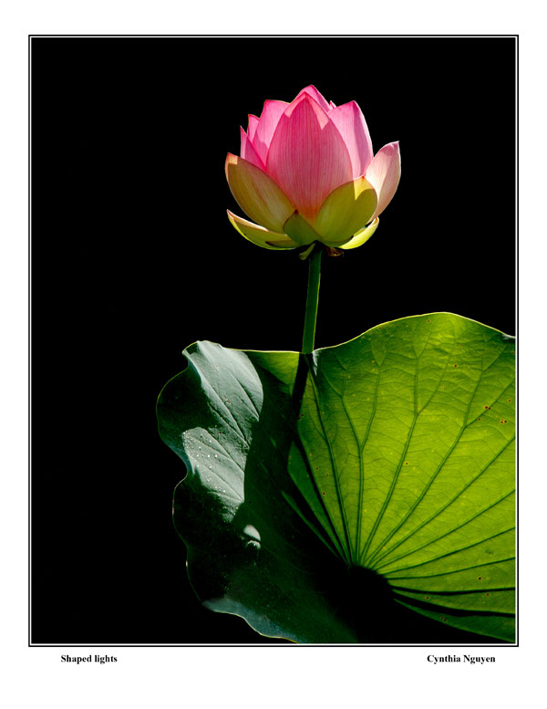 lotus-cynthia.jpg