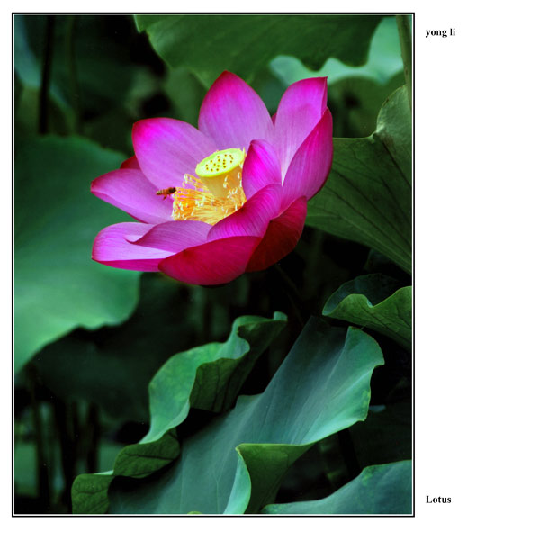 li-yong--lotus-10-x.jpg