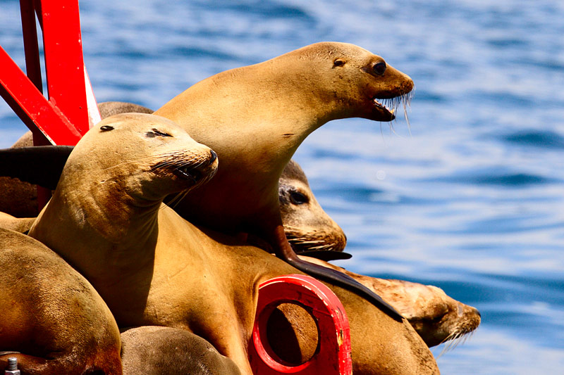 sea_lion.jpg