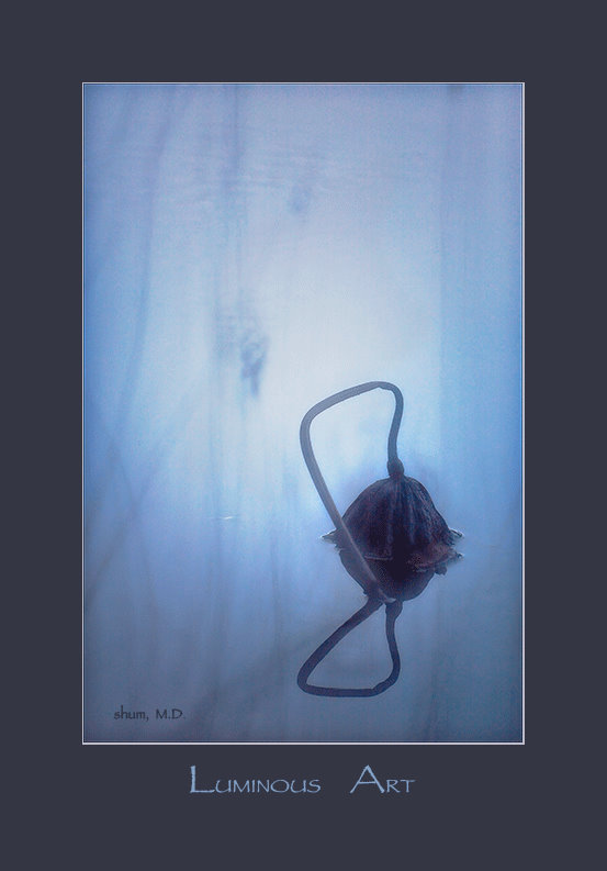 WinterBlue-10-001(600)web.jpg