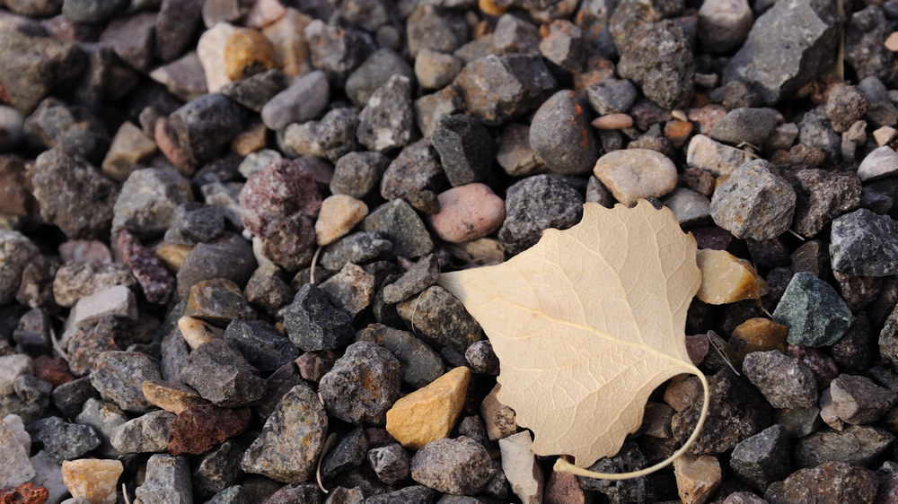 DSC_3141.jpg