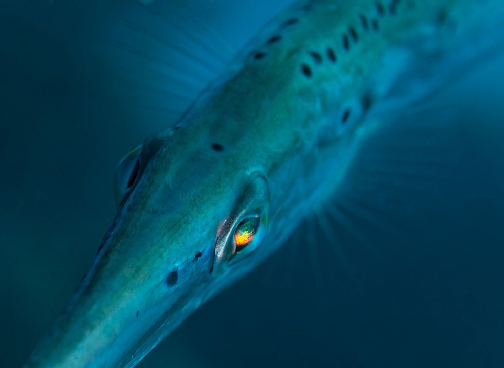 Caribbean Trumpet Fish (3).jpg