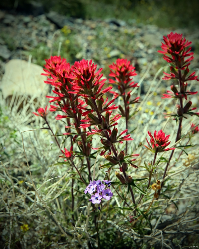 2014-04-06c-Emigrant Canyon Rd-031c.jpg