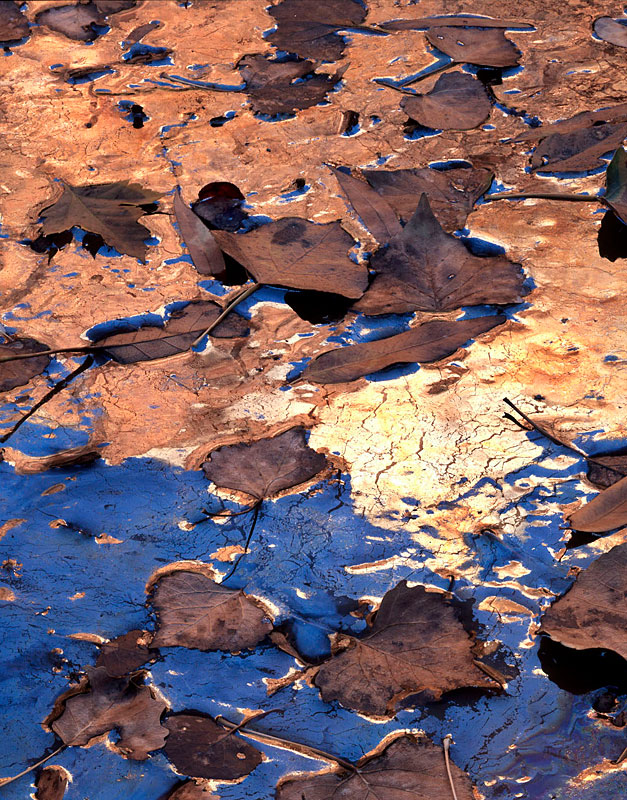 Fall-leaves-in-oily-pool,-Zion_1.jpg
