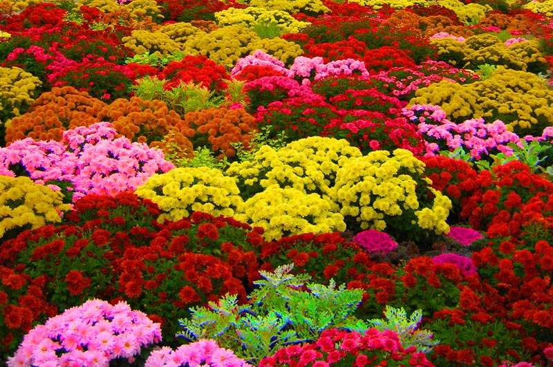 blossom 2.jpg