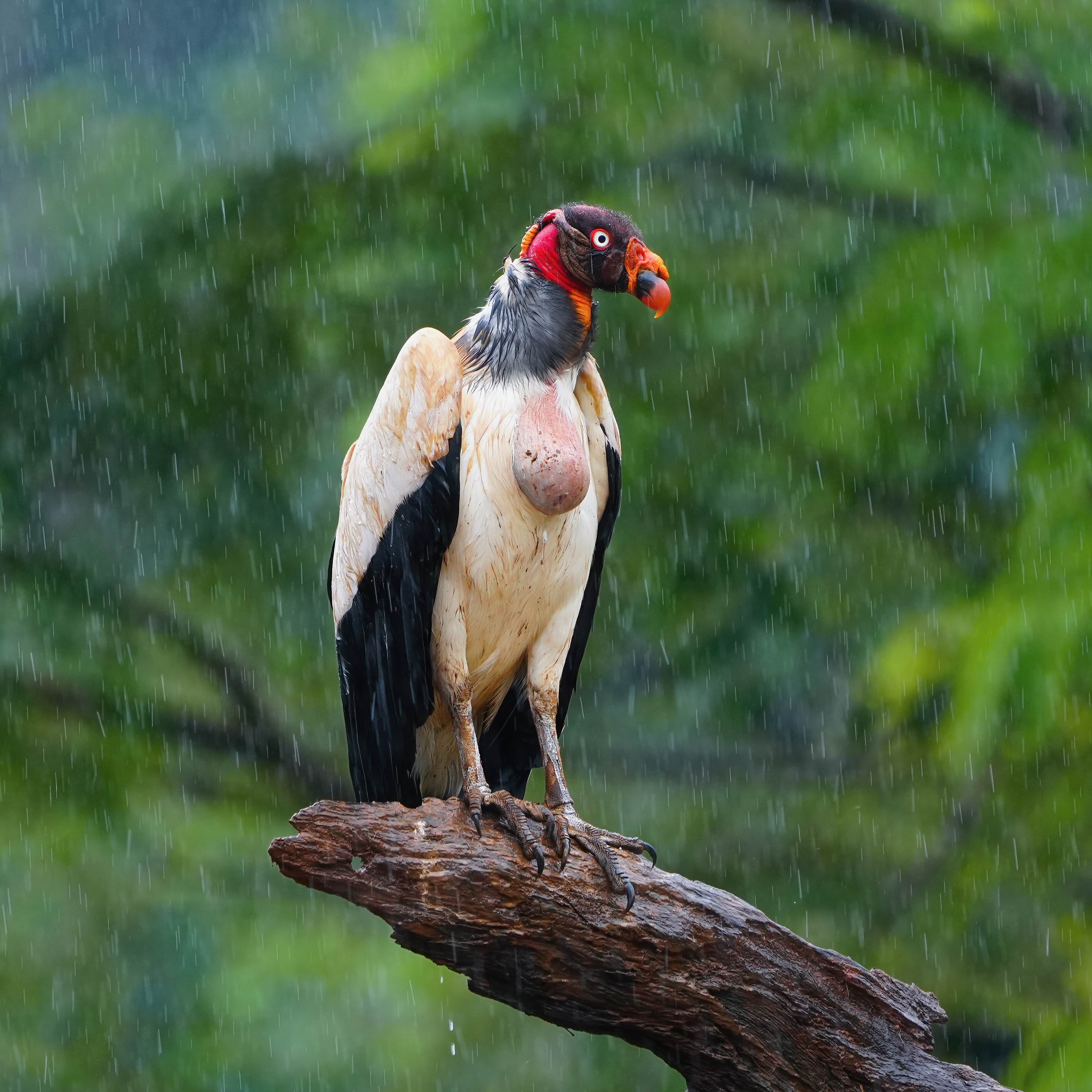 0027_雨中王鹫.jpg