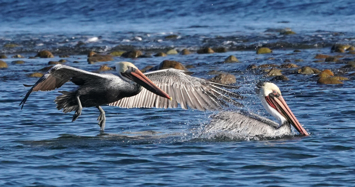 0031_NATURE_GROUP_1_BIRDS_OF_MALIBU_2.jpg