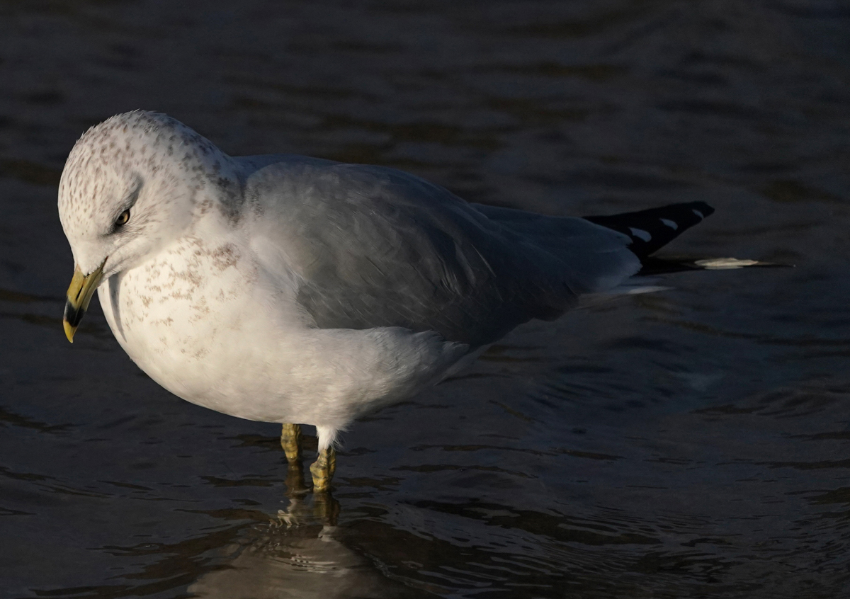 0031_NATURE_GROUP_1_BIRDS_OF_MALIBU_3.jpg