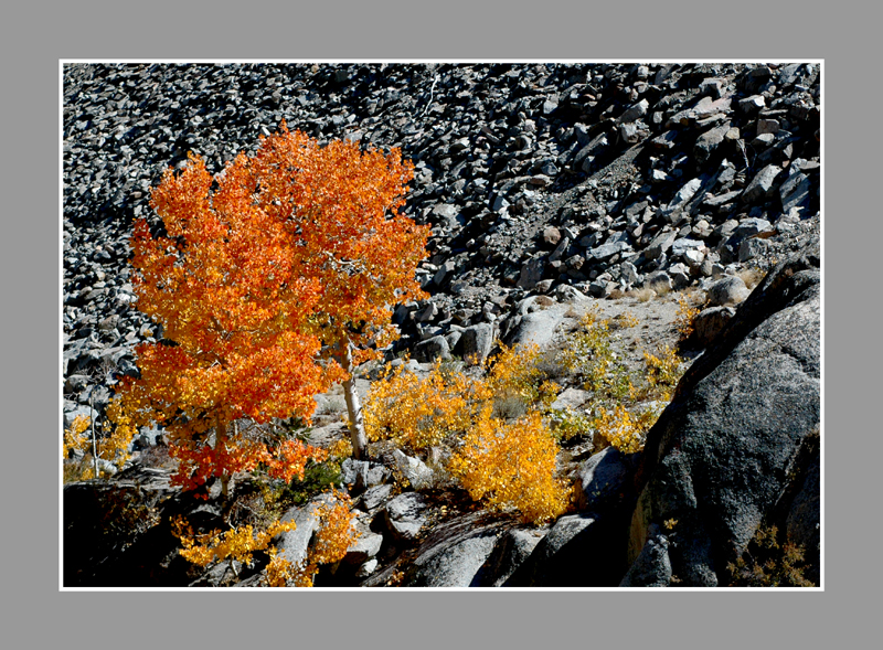 DSC_0203.jpg
