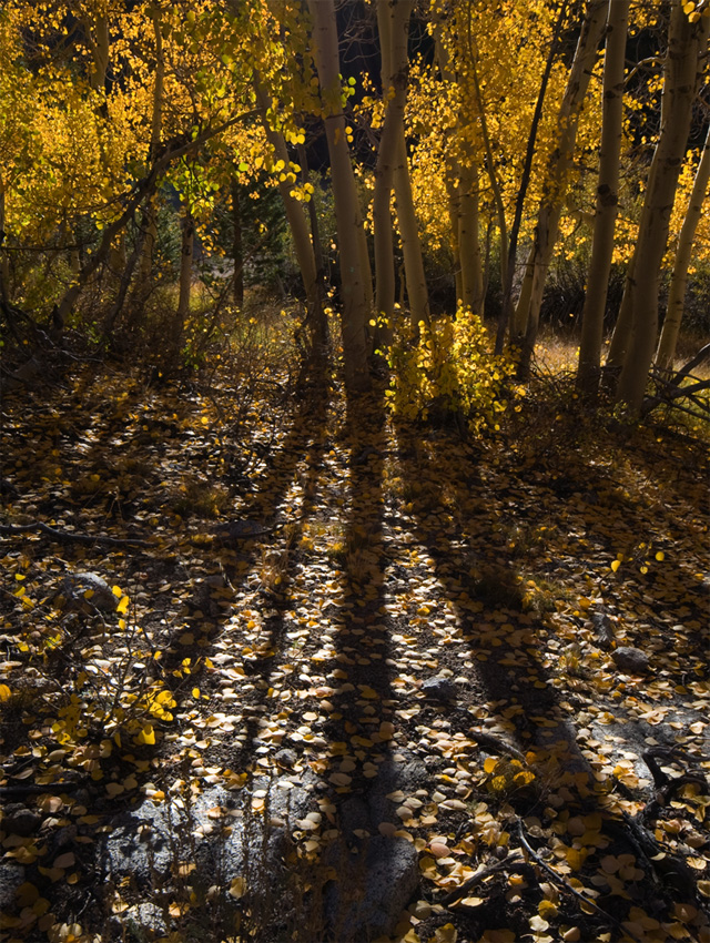 aspentree-shadow.jpg