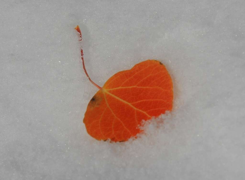 _MG_0069.JPG
