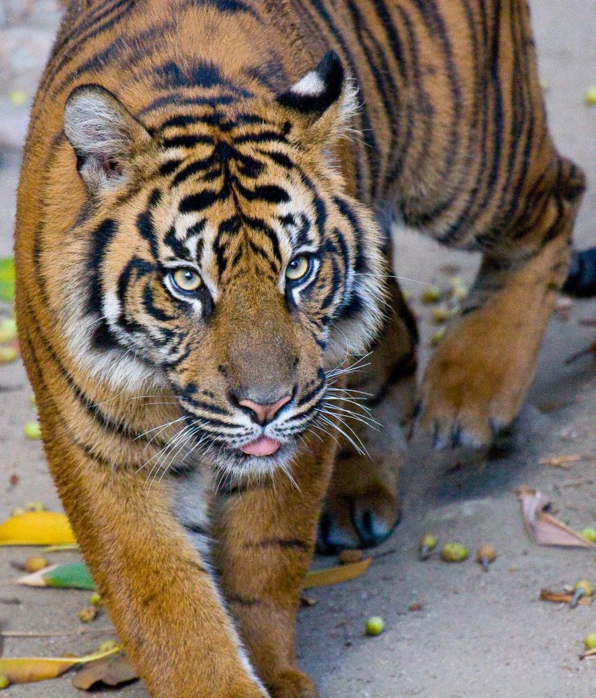 Tiger2-s.jpg