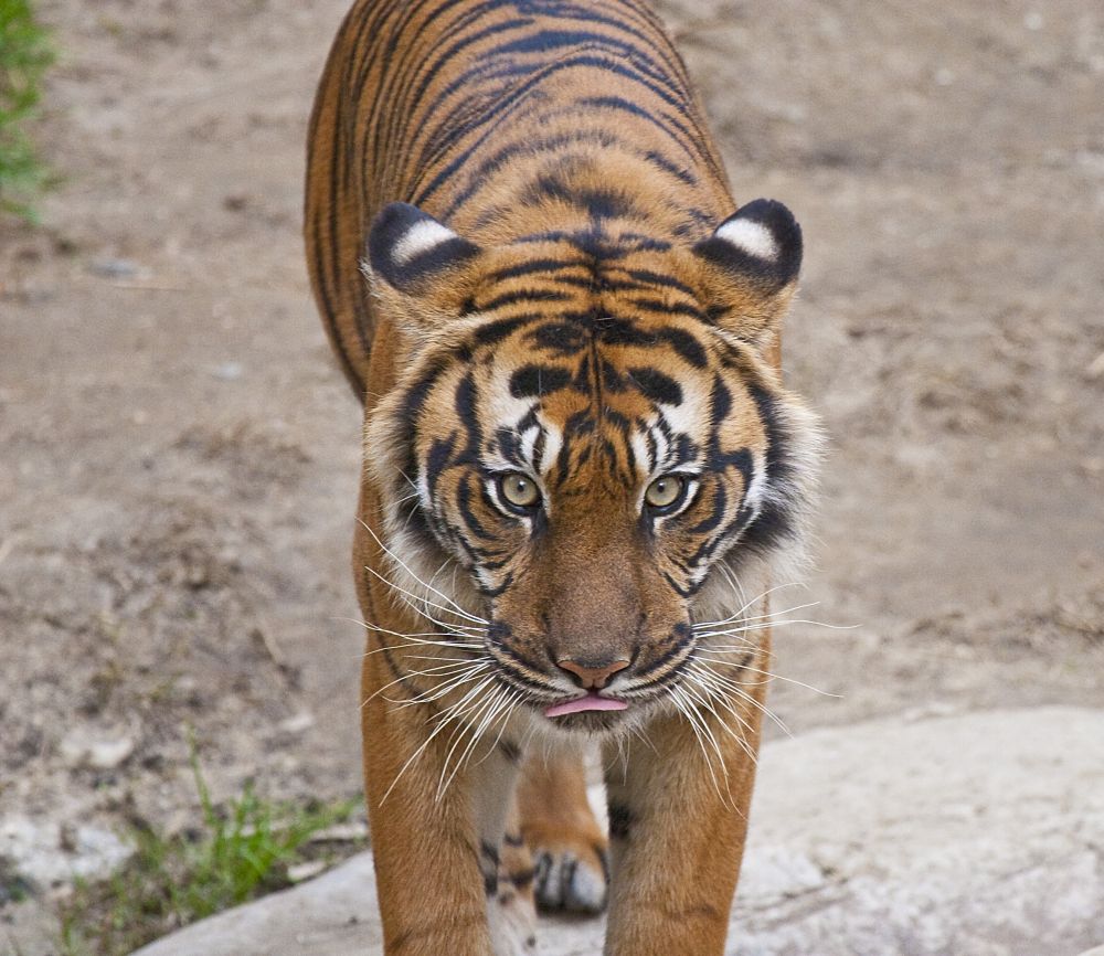 Tiger-s.jpg