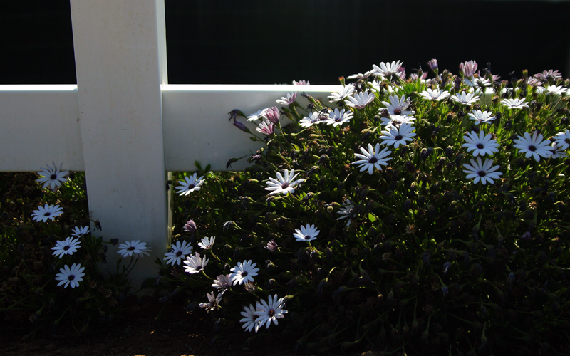 Carlsbad Flowers.jpg