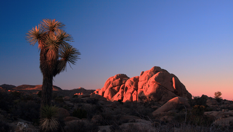 Joshua Tree.jpg