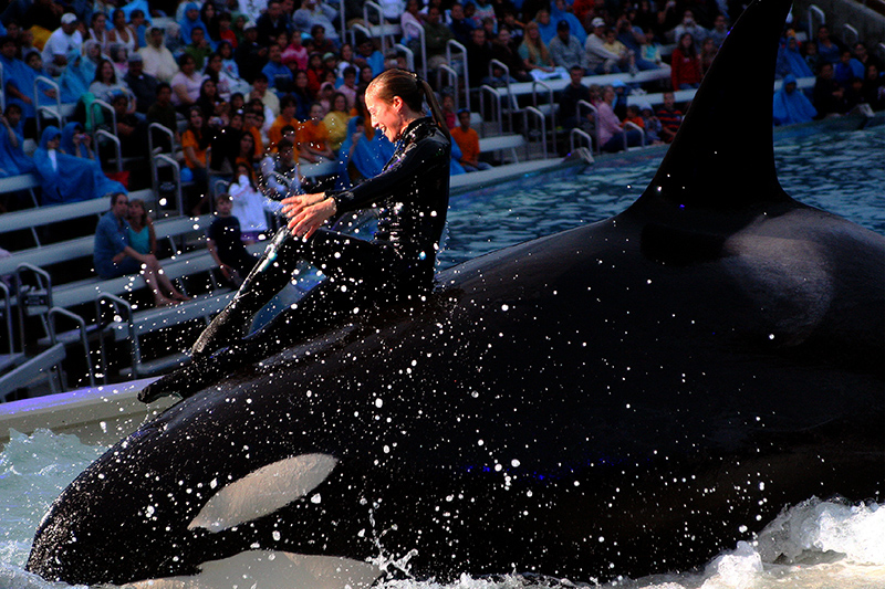 Shamu - Sea World.jpg