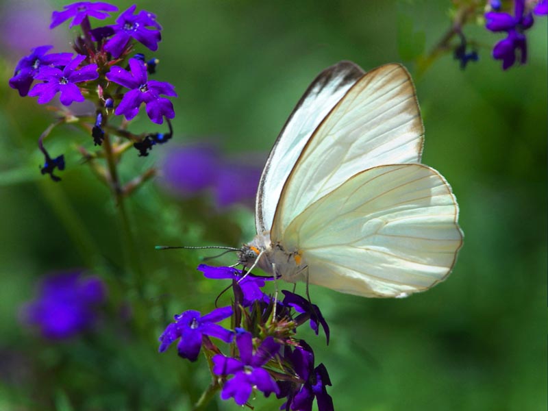 004 White butterfly.jpg