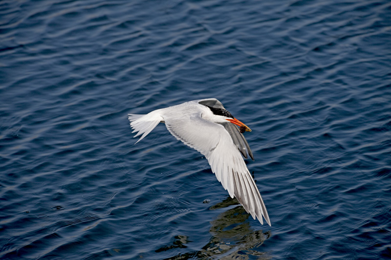 IMG_4086.jpg