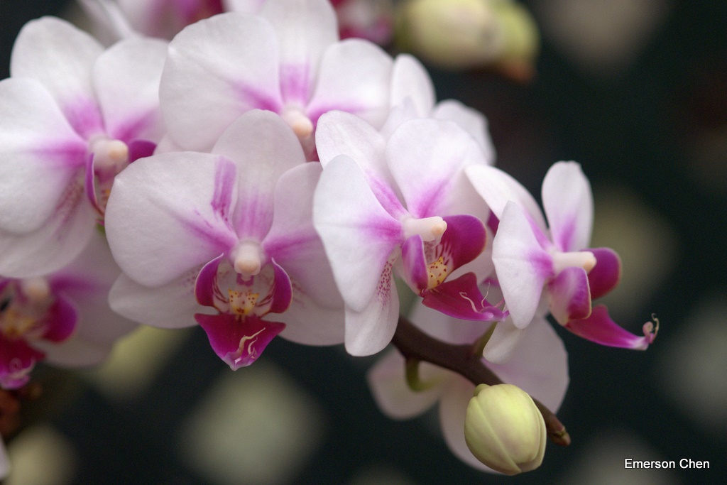 2008Orchid_0031.jpg