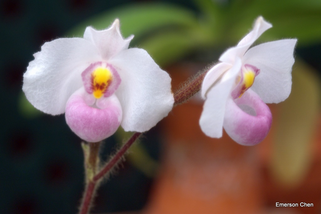 2008Orchid_0152.jpg