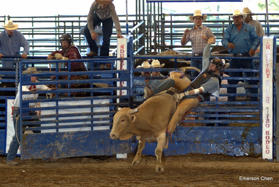 2008Rodeo_0343.jpg