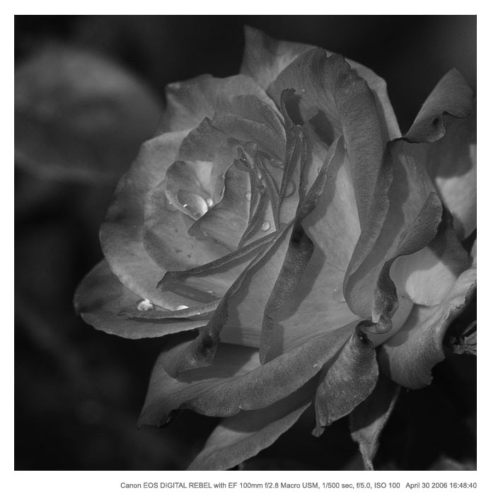 rose_bw_125.jpg