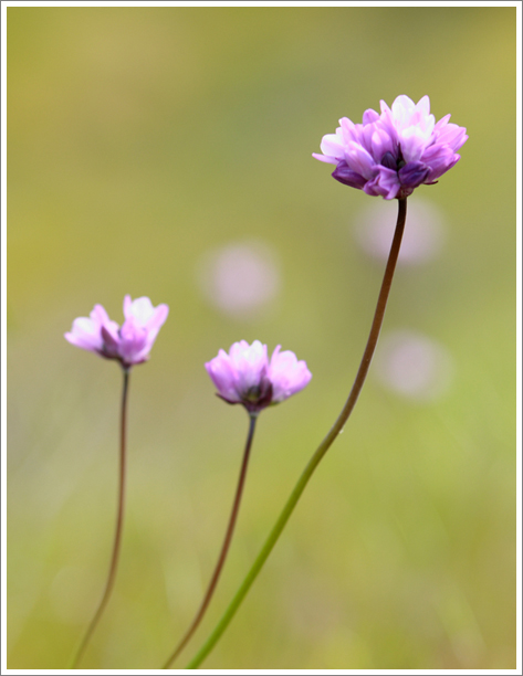 flowers-2.jpg