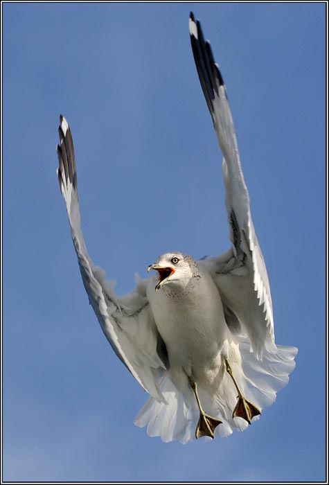 01 Seagull..jpg