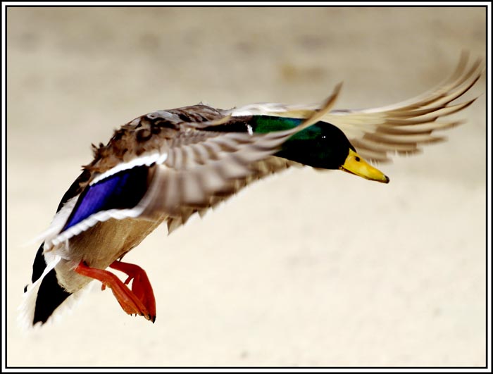 Flying Duck.jpg