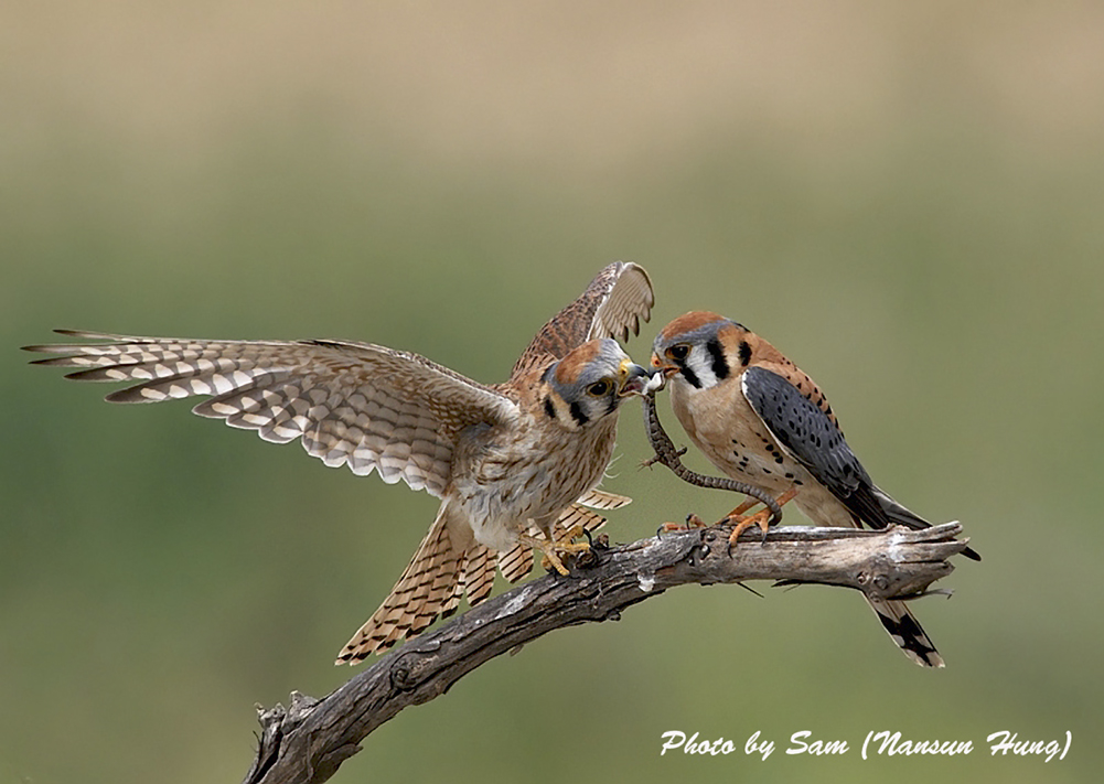 金牌獎_dsc8751_117.jpg