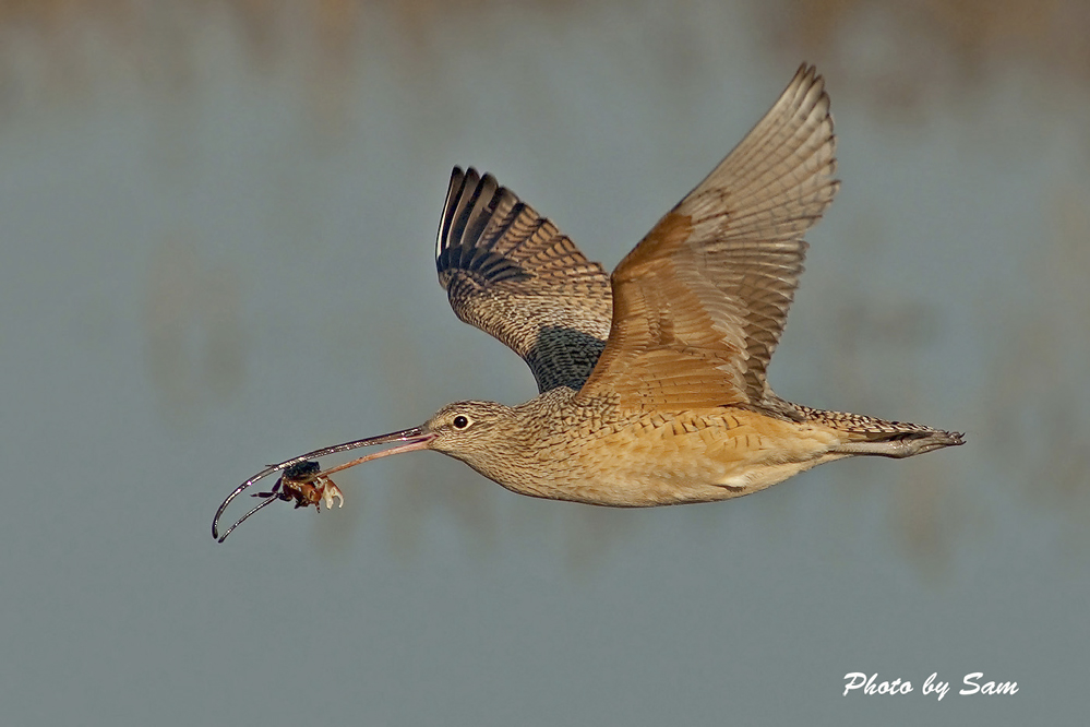 Long billed Curlew (Gold) _dsc1836_614.jpg