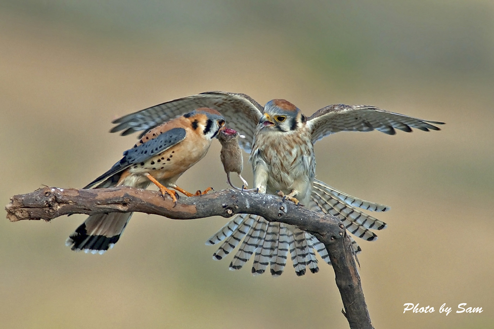 American Kestrel (Bronze) _dsc3364_186.jpg