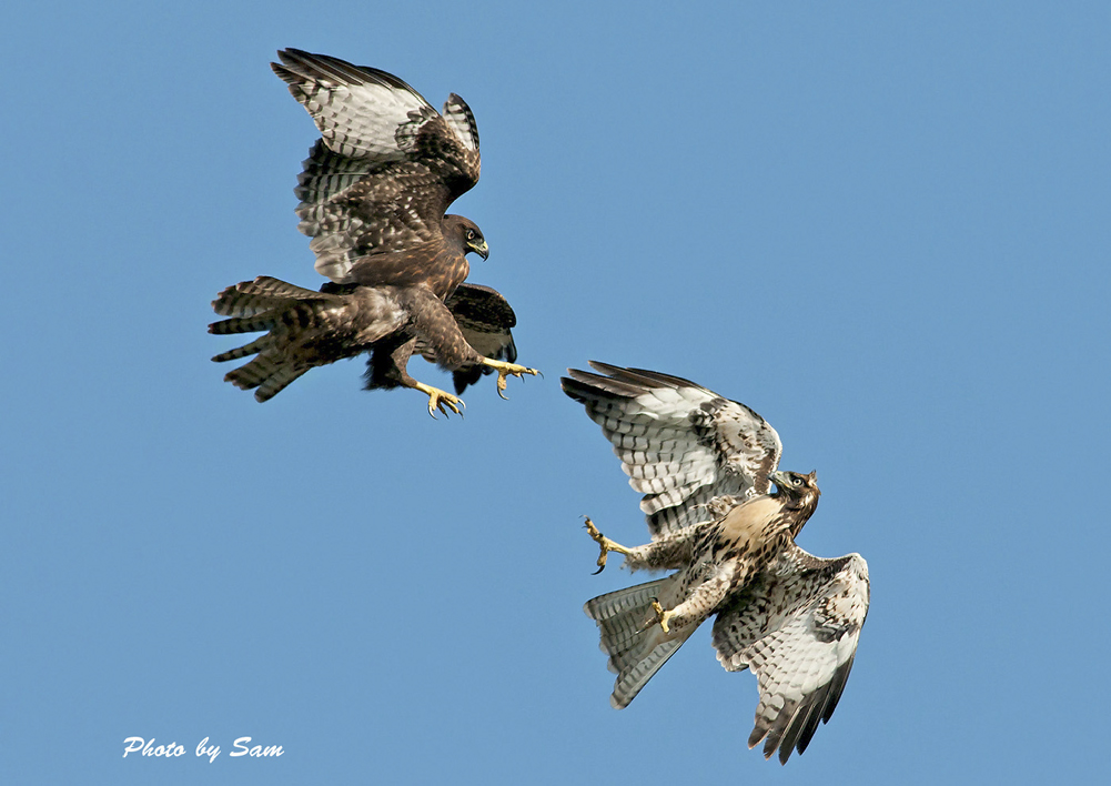 Red-tailed Hawk (HM) _dsc_7714_918.jpg