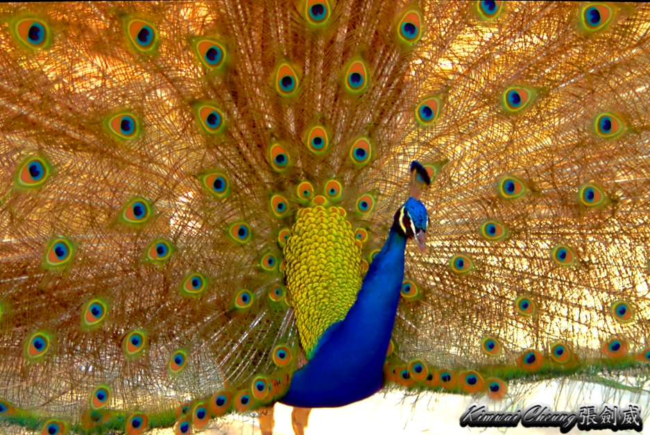 peacockS.jpg