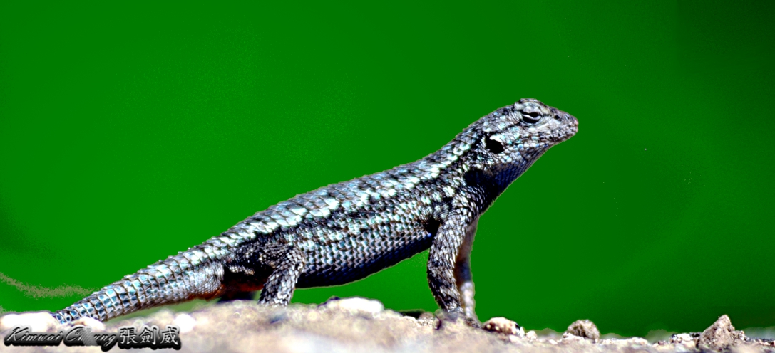 lizard-DSC_0312ns.jpg