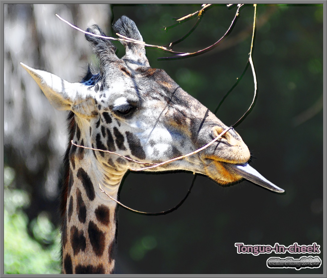 191-Giraffe.jpg