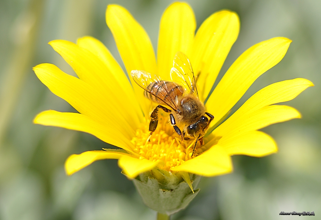 DSC_0313-bee.jpg