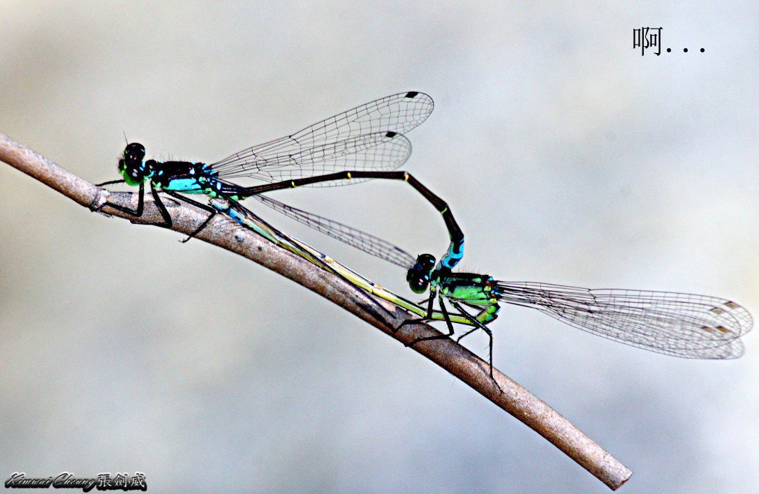 DragonFlies_DSC_3613.jpg