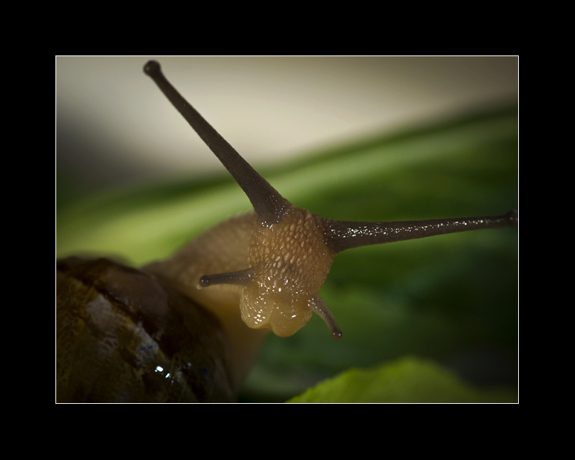 蜗牛6.jpg