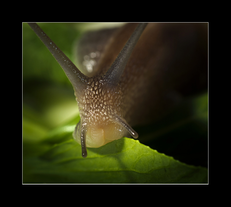 蜗牛7.jpg