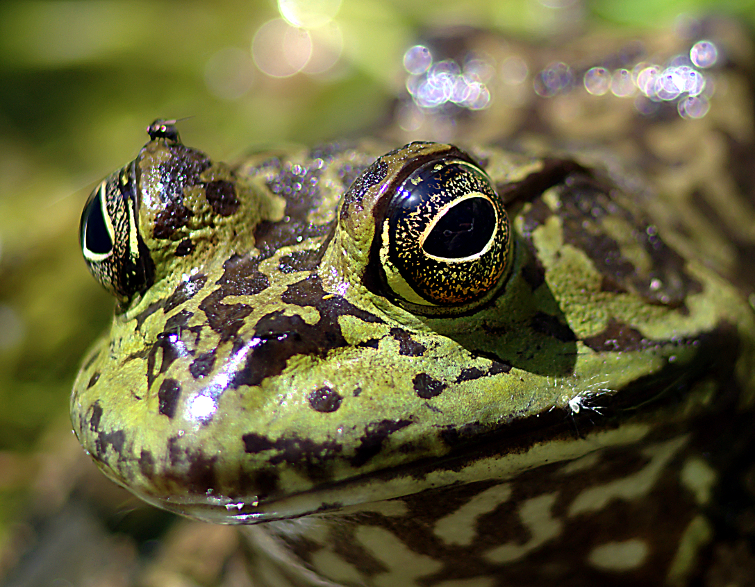 frog-DSC_3846.jpg