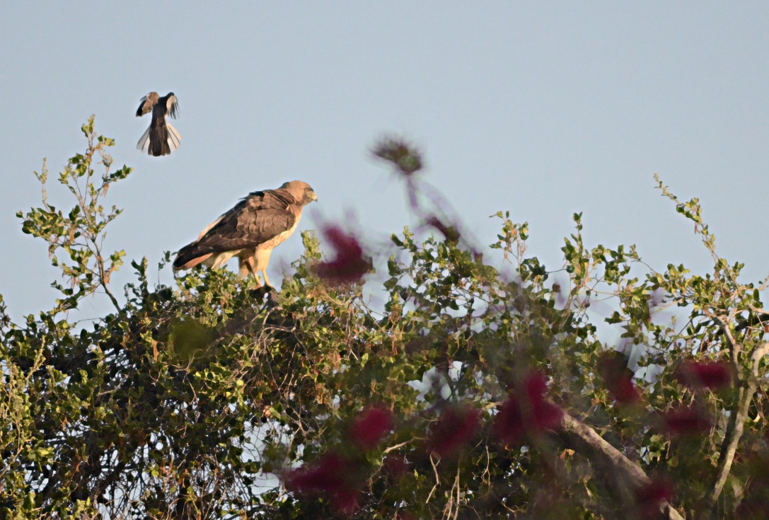 Mother-Love-DSC_4641.JPG