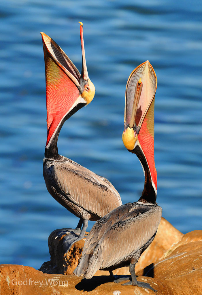 Pelicans 2.jpg