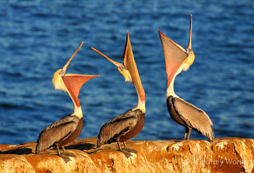 Pelicans 3.jpg