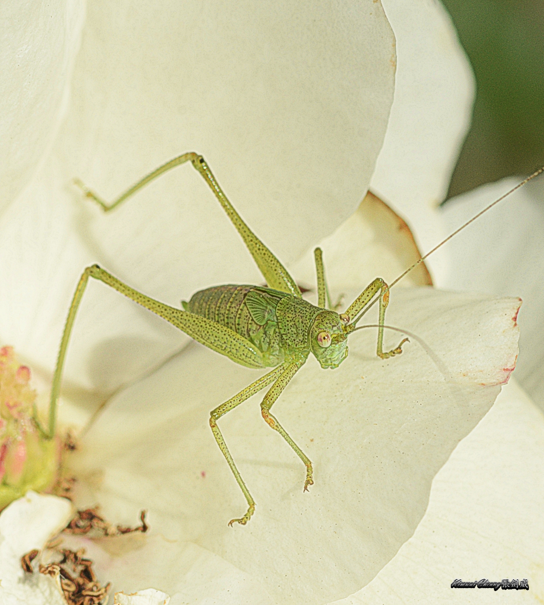 grasshopper-DSC_7395.jpg