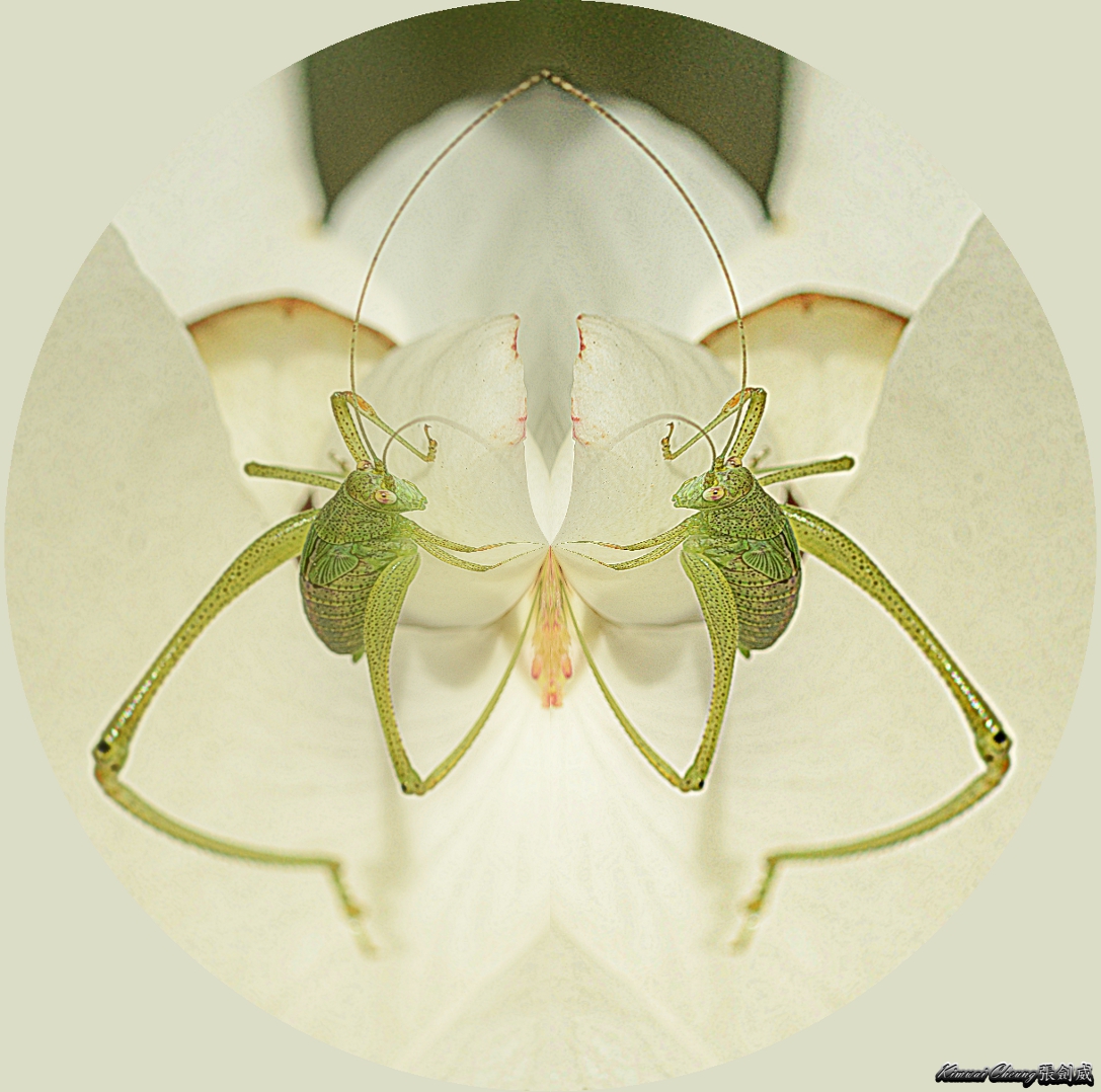 grasshopper-DSC_7395.jpg