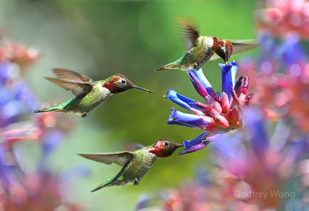 Hummingbirds #4.jpg