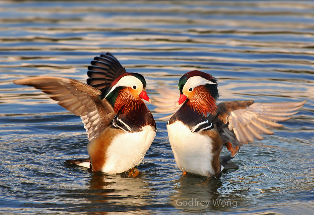 Mandarin Ducks #3.jpg