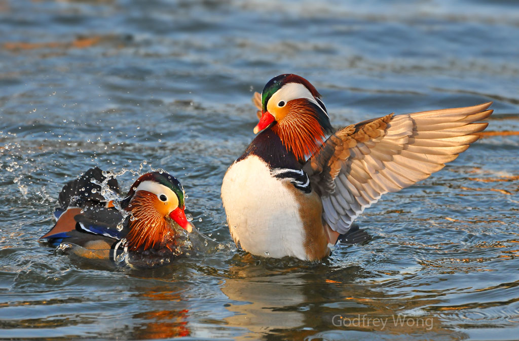 Mandarin Ducks 22.jpg