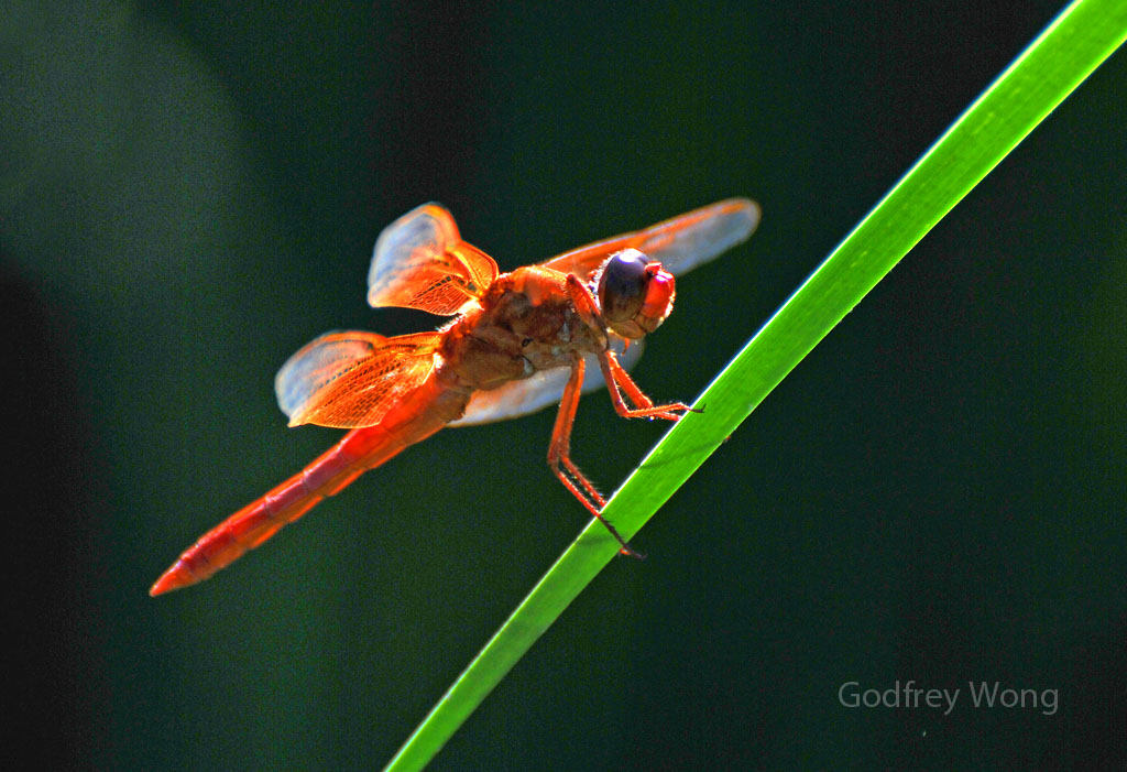 RedDragonfly2 copy.jpg